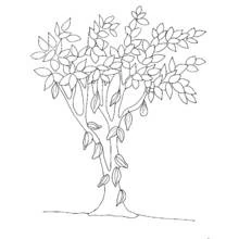 Coloriage Arbre à cabosses accrochées au tronc