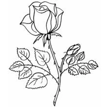 Coloriage Rose épanouie et son bouton