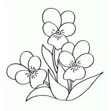 Coloriage Bouquet de fleurs avec trois pensées