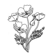 Coloriage Coquelicot en bouquet avec bourgeons et feuilles