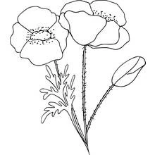 Coloriage Coquelicot en fleurs avec un bouton