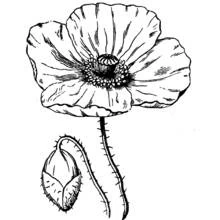 Coloriage Coquelicot en fleur avec un bouton fermé