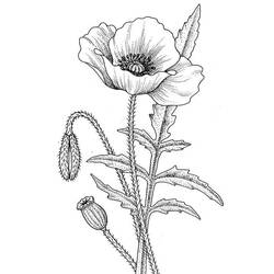 Coloriage Coquelicot en pleine floraison