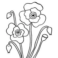 Coloriage Coquelicot en fleurs avec ses boutons