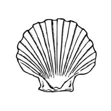 Coloriage Coquille Saint-Jacques à bords dentelés