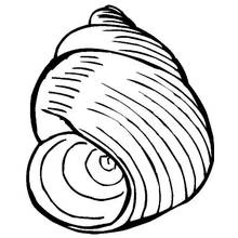 Coloriage Coquillage en spirale aux courbes marquées