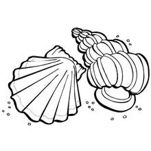 Coloriage Coquillage en duo marin