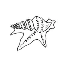 Coloriage Coquillage pointu au motif en spirale