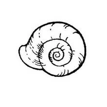 Coloriage Coquillage en spirale