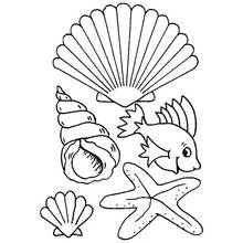 Coloriage Coquillage, poisson et étoile de mer