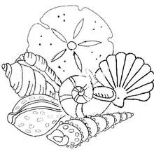 Coloriage Coquillage en collection avec oursin plat