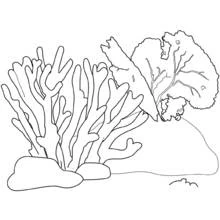 Coloriage Branches de corail sur les fonds marins