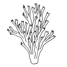 Coloriage Corail aux branches pointues