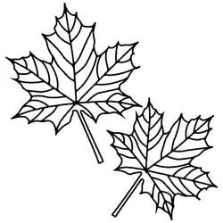 Coloriage Feuille d’Érable en duo avec nervures détaillées