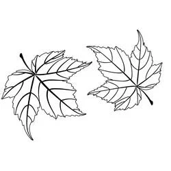 Coloriage Deux feuilles d'érable côte à côte