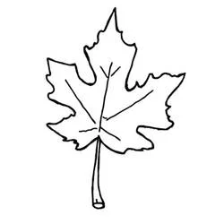 Coloriage Feuille d'érable aux nervures simples