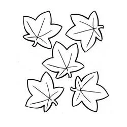 Coloriage Feuille d'érable cinq formes simples