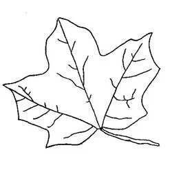 Coloriage Feuille d’Erable #190233 à imprimer et colorier