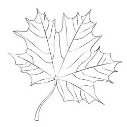 Coloriage Feuille d'érable aux nervures détaillées