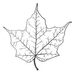 Coloriage Feuille d'érable aux nervures détaillées
