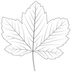 Coloriage Feuille d'Érable aux nervures détaillées