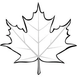 Coloriage Feuille d'érable aux nervures visibles