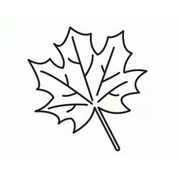 Coloriage Feuille d'érable avec ses nervures et sa tige