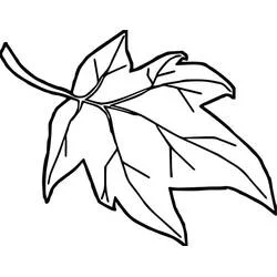Coloriage Feuille d'Erable aux nervures marquées