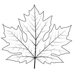 Coloriage Feuille d'Érable aux nervures détaillées