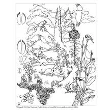 Coloriage Forêt avec biches, renard et oiseaux