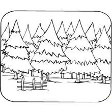 Coloriage Rangée de sapins dans la forêt