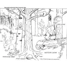 Coloriage Animaux de la forêt et leur habitat