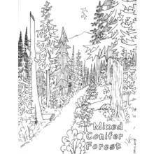 Coloriage Sentier à travers une forêt de conifères mélangée