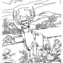 Coloriage Cerf debout dans un paysage de forêt aride