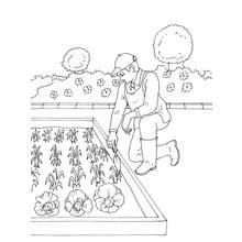 Coloriage Jardinier agenouillé dans le potager