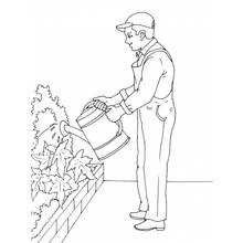 Coloriage Jardinier arrosant les plantes avec un arrosoir