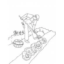 Coloriage Jardinier travaillant dans un potager