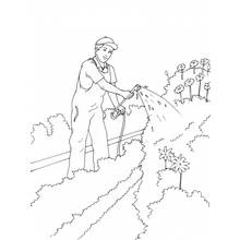 Coloriage Jardinier arrosant des fleurs au tuyau
