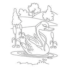 Coloriage Cygne flottant sur un lac