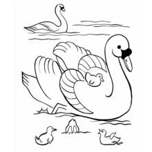 Coloriage Famille de cygnes nageant sur le lac