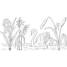 Coloriage Cygne trompette nageant parmi les plantes du lac