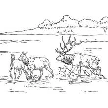 Coloriage Famille de wapitis traversant un lac