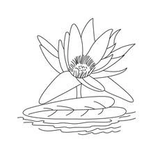 Coloriage Nénuphar en fleur sur un lac
