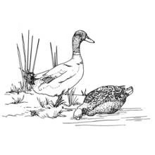 Coloriage Canards colverts au bord du lac
