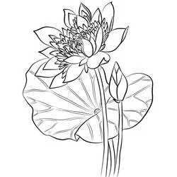 Coloriage Lotus #182320 à imprimer et colorier