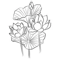 Coloriage Lotus #182340 à imprimer et colorier