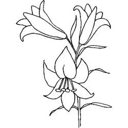 Coloriage Lys en fleurs sur une tige
