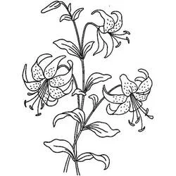 Coloriage Branche de lys aux trois fleurs épanouies