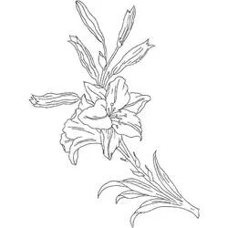 Coloriage Lys en pleine floraison avec bourgeons et feuilles
