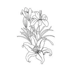 Coloriage Bouquet de lys en pleine floraison